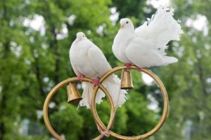 свадебные голуби